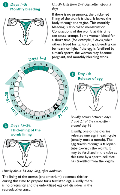 The Menstrual Cycle, Days 1 through 28